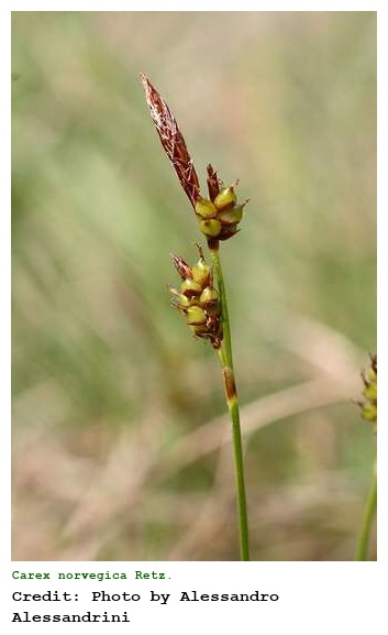 Carex norvegica Retz.